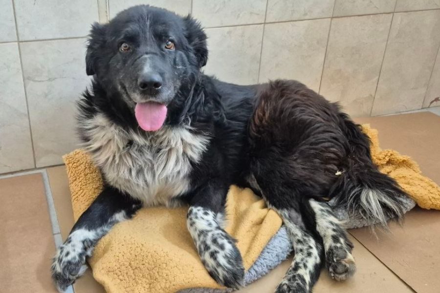 Rüde sieht freundlich in die Kamera.