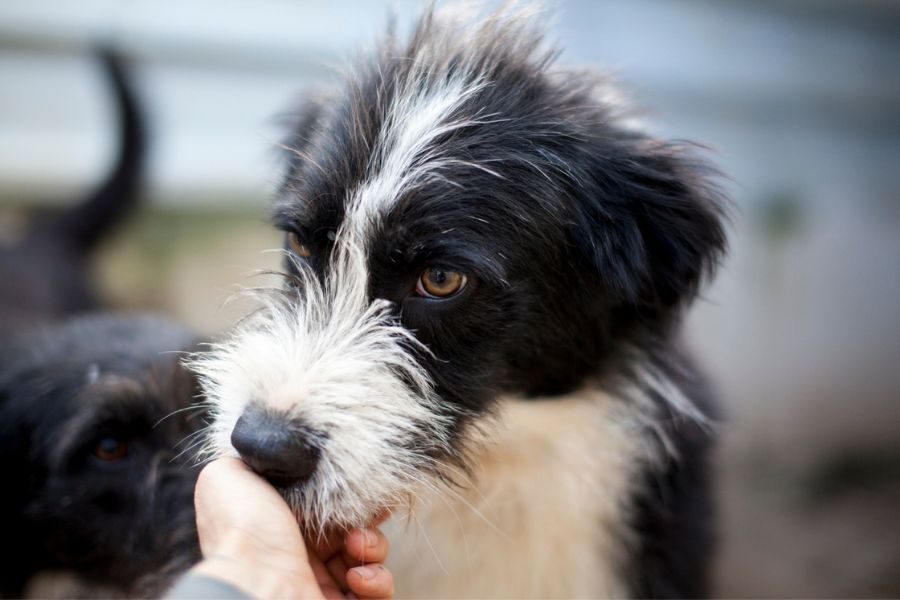 Drax schleckt liebevoll eine Hand ab