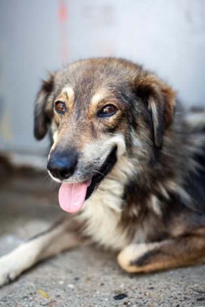 Brauner Rüde Newton steht im Tierheim in seinem Zwinger und schaut in die Kamera.