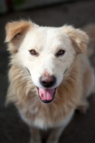 Hund sieht freundlich in die Kamera