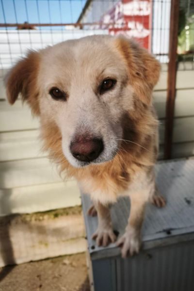 Rüde sieht in die Kamera