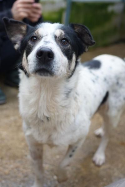 Rüde-Pebbles-will-eine-Familie-Hunderettung-Europa