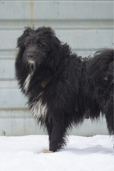 Rüde-Poseidon-in-Rumänien-Hunderettung-Europa