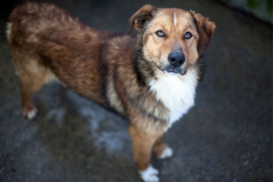 Ein seitliches Ganzkörperfoto von Richie, er schaut stolz nach oben in die Kamera