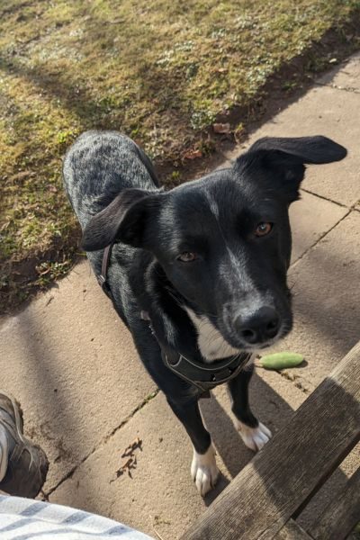 Hund schaut in die Kamera