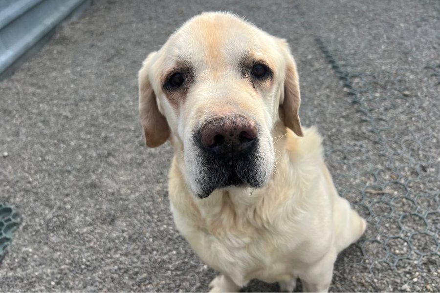 Sam schaut brav in die Kamera