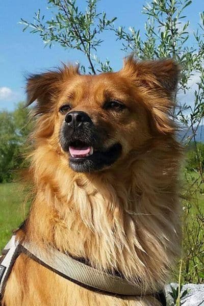 Hund sitzt auf der Wiese und schaut zur Seite