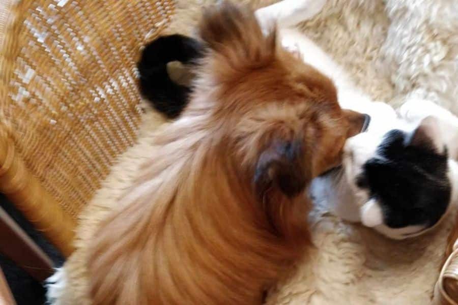 Ein Hund mit einer Katze auf dem Boden