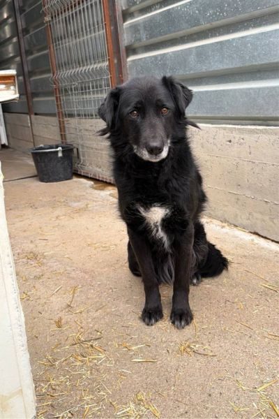 Sana sitzt im Tierheim und schaut ruhig und aufmerksam in die Kamera. Die schwarze Hündin hat einen weißen Brustfleck und eine graue Schnauze.