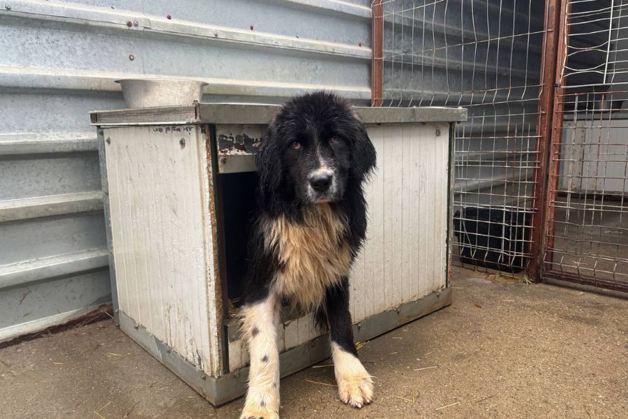 Fienchen schaut aus ihrer Hütte raus