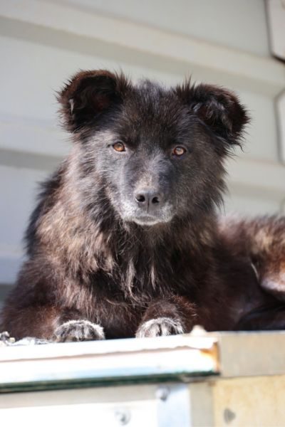 Schwarze Hündin Mirna schaut in die Kamera