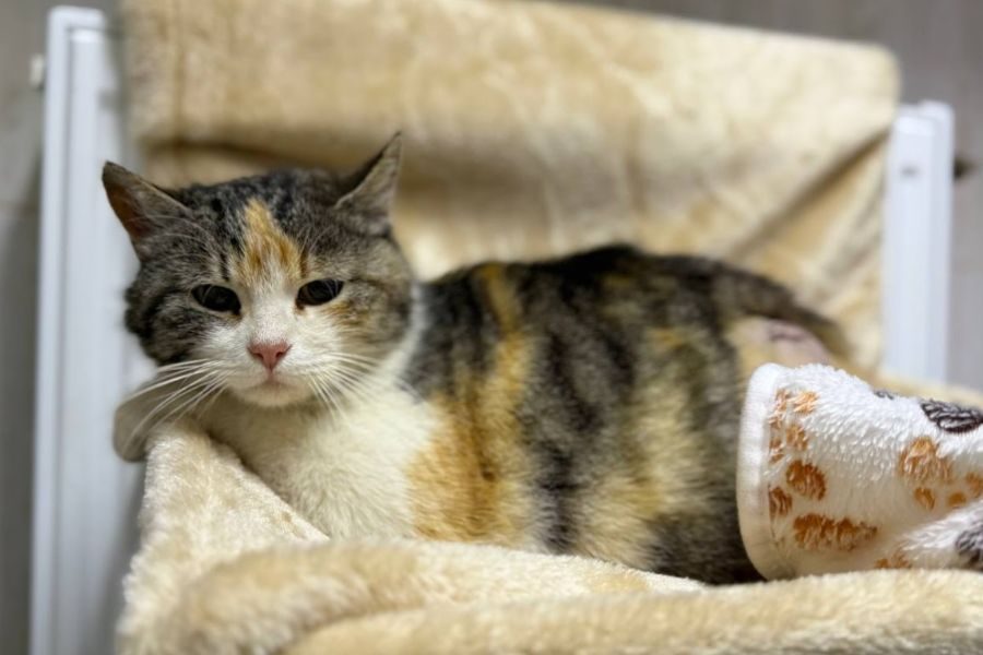 Sissi-katze-hunderettung-europa1