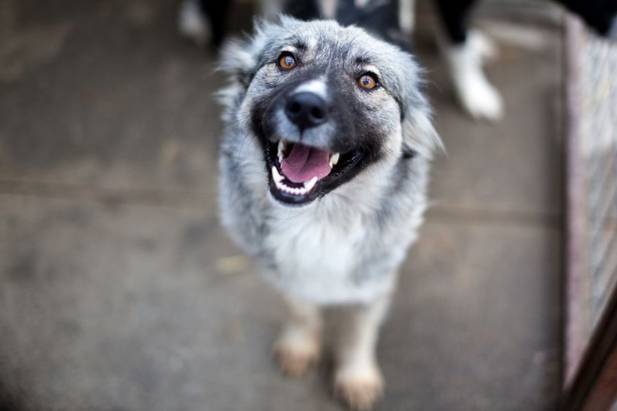 Steckbriefbild - Ivy