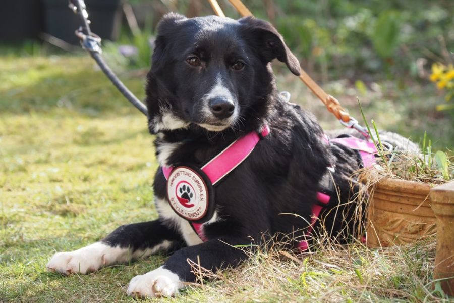 Steckbriefbild Karla