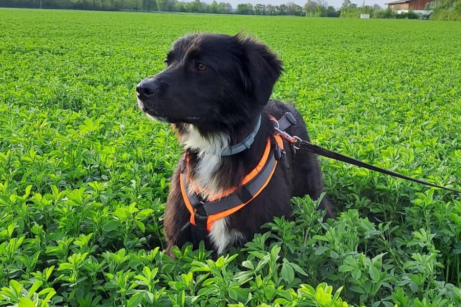 Steckbriefbild - Lenora