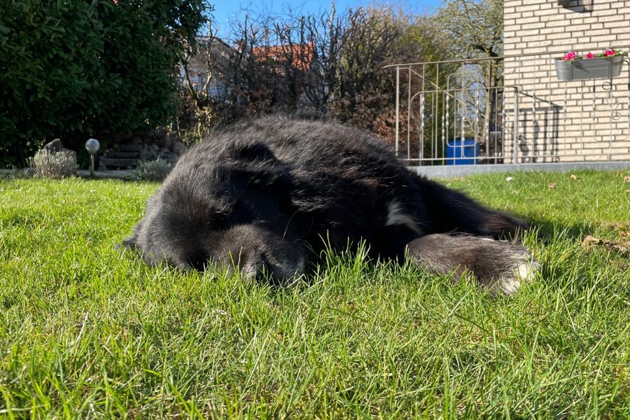 Ein schwarzer Hund liegt auf einer grünen Wiese und hat alle Beine von sich gestreckt.