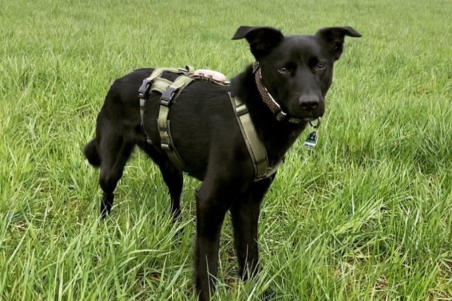 Steckbriefbild - Schlumpfine