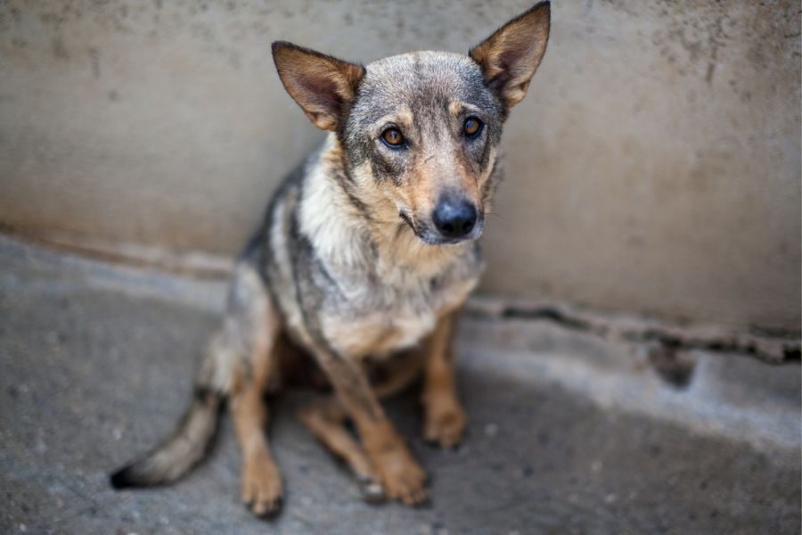 Hündin Abby sitzt traurig in ihrem Zwinger.