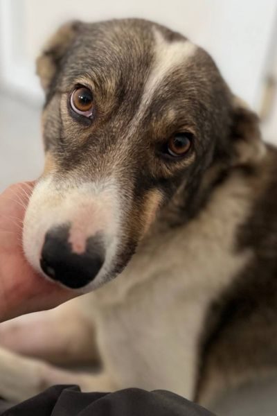 Straßenhuendin-aus-Rumaenien-adoptieren-Aurelia-Hunderettung-Europa