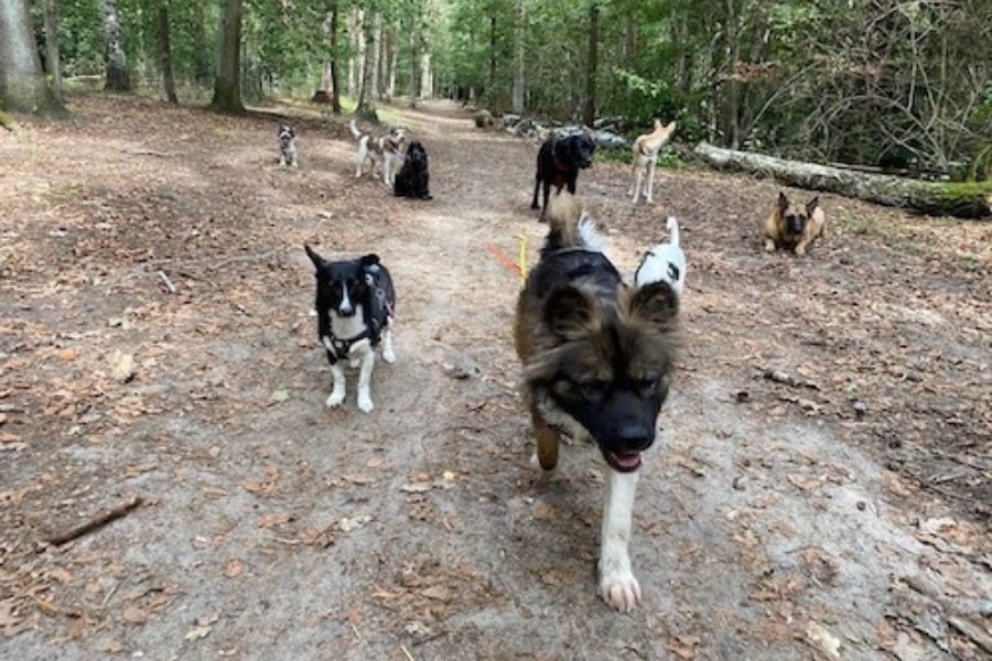 mehrere Hunde beim Spaziergang, laufen frei hintereinander