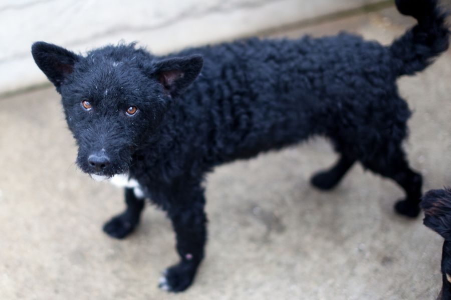 Der schwarze Rüde mit weißer Brust steht in seinem Zwinger und blickt nach oben in die Kamera.