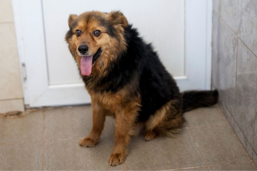 Straßenhund-adoptieren-Luuk-Hunderettung-Europa