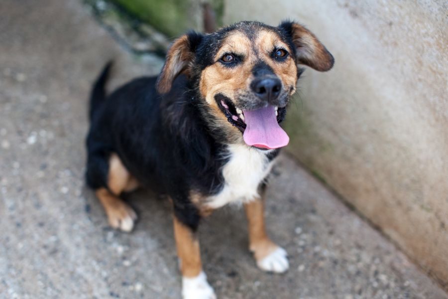 Straßenhund-adoptieren-Peppy-Hunderettung-Europa