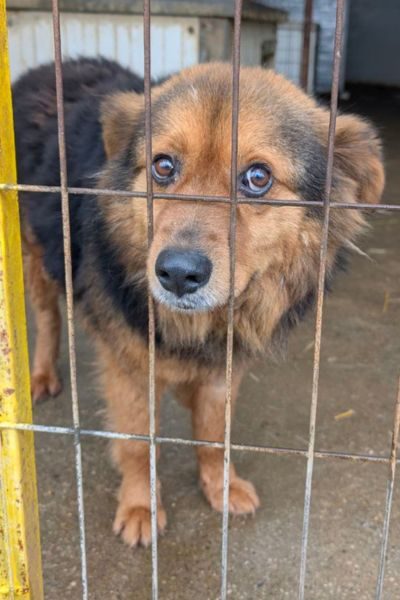 Straßenhund-aus-Rumänien-Luuk-Hunderettung-Europa