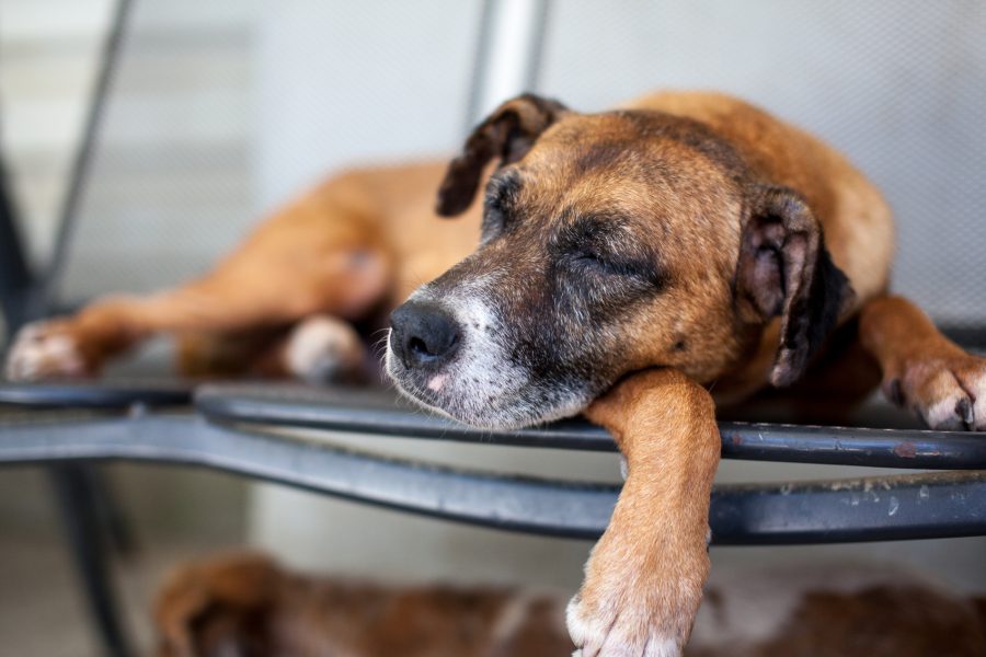 Nohea liegt und hat die Augen geschlossen.