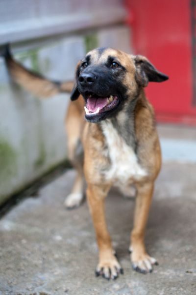Straßenhund-aus-Rumaenien-adoptieren-Nuki-Hunderettung-Europa