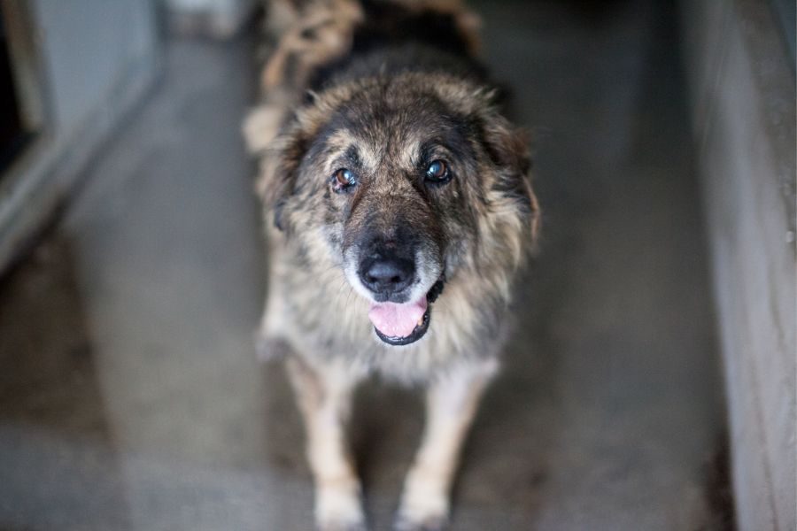 Straßenhund-aus-Rumaenien-adoptieren-Tarek-Hunderettung-Europa