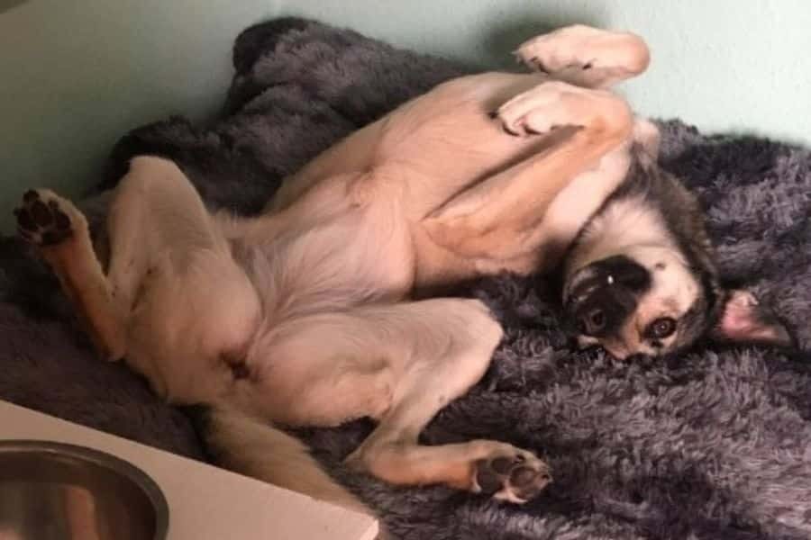 Hund liegt auf dem Rücken in seinem Körbchen