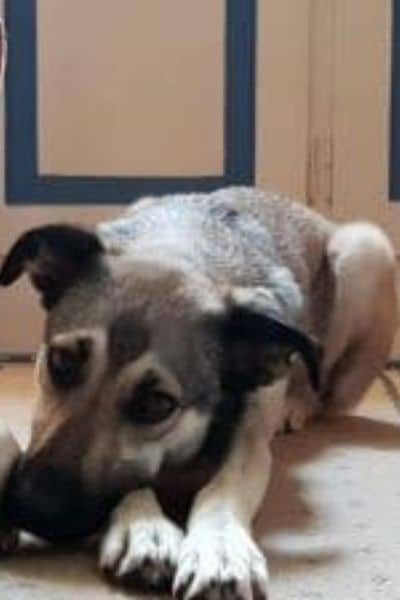 Hund liegt auf dem Boden