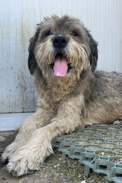 Hund sieht freundlich in die Kamera