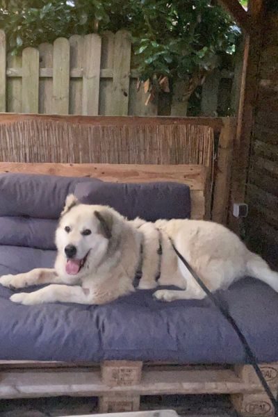 Hund liegt auf einem Sofa im Garten