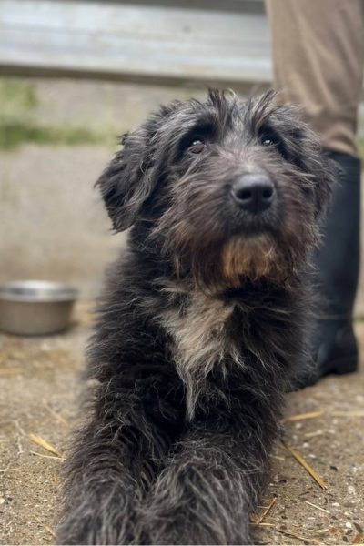 Tara-Straßenhund-sucht-eine-Familie-Hunderettung-Europa