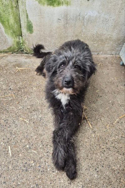 Hund mit schwarzem Fell schaut hoch in die Kamera.