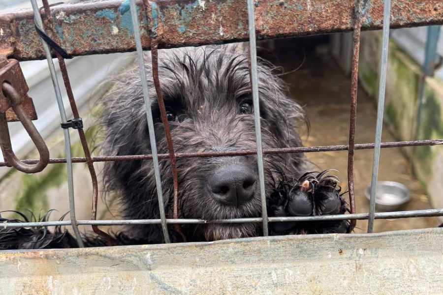 Hund mit schwarzem Fell befindet sich hinter Gittern und schaut in die Kamera.
