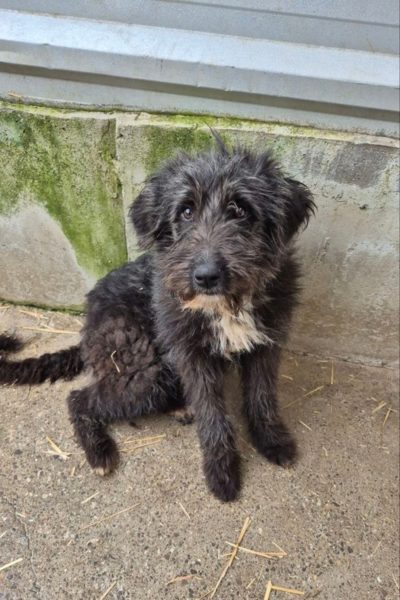 Hund mit schwarzem Fell schaut nach oben in die Kamera.