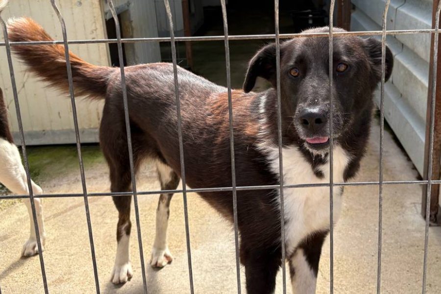 Tarja steht am Gitter