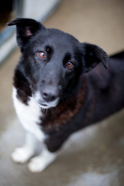 Tarja-sucht-ein-Zuhause-Hunderettung-Europa