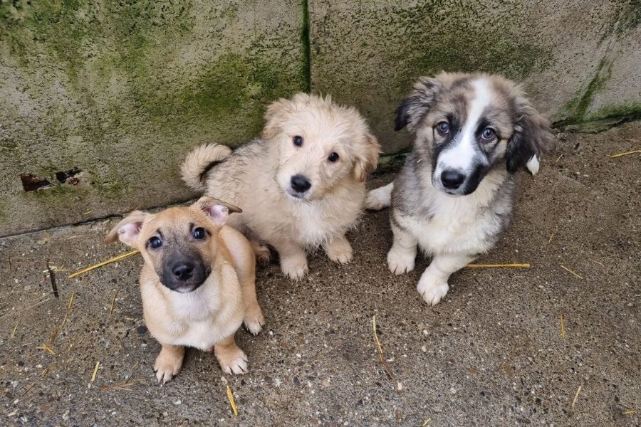 Drei Welpen sitzen im Zwinger und schauen hoch in die Kamera.