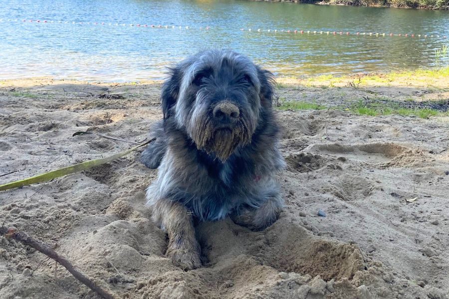 Hund liegt am Boden und sieht freundlich in die Kamera