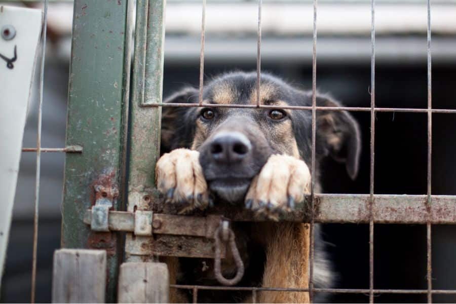 Thyme-Zuhause-gesucht-Adoption-Hunderettung-Europa