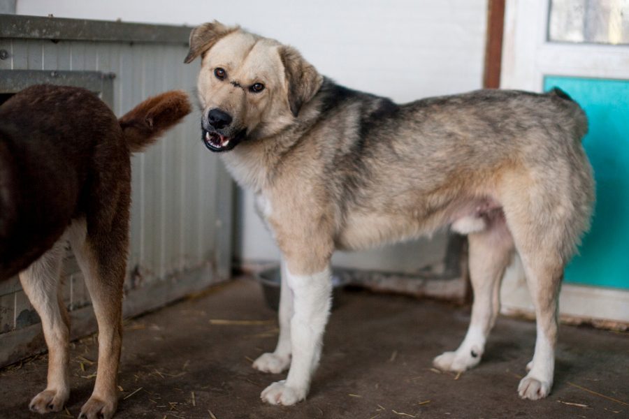 Hellbrauner Hund steht im Zwinger im Tierheim