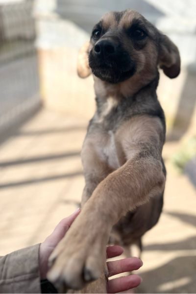 Tierschutz-Leoni-Rumänien-Hunderettung-Europa