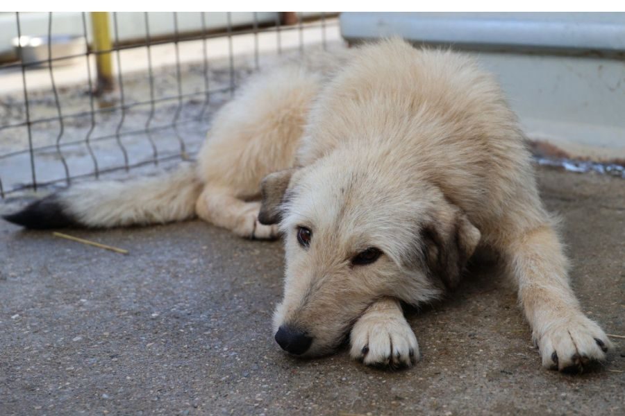 Tierschutzhündin-Feta-Hunderettung-Europa