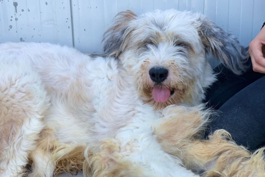 Tierschutzhündin-Frieda-Hunderettung-Europa