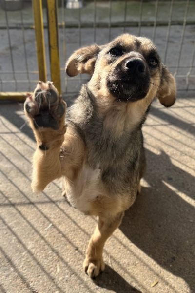 Tierschutzhündin-Leoni-Rumänien-Hunderettung-Europa