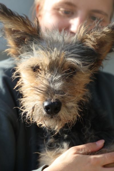 Hund sieht in die Kamera und lässt sich von einer Pflegerin streicheln